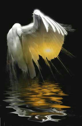 Great Egret Reflections