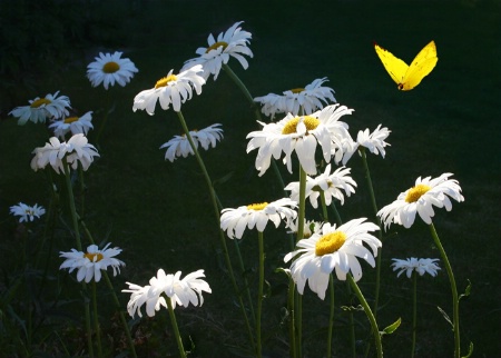 Flowe and Butterfly