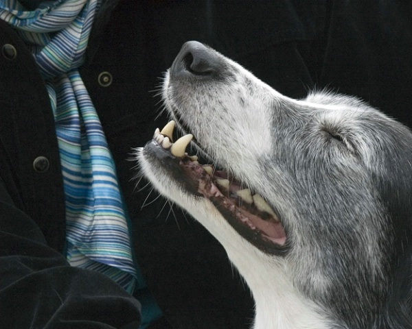 Sweet, old Border Collie