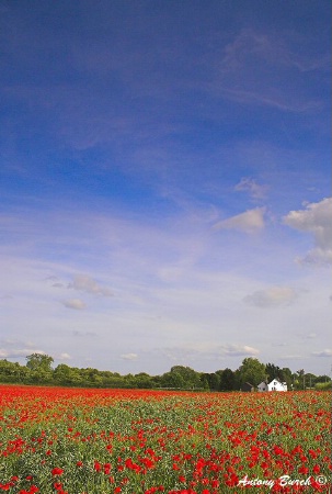 "Poppy Cottage"