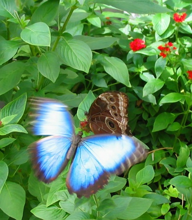 Butterfly Flutters