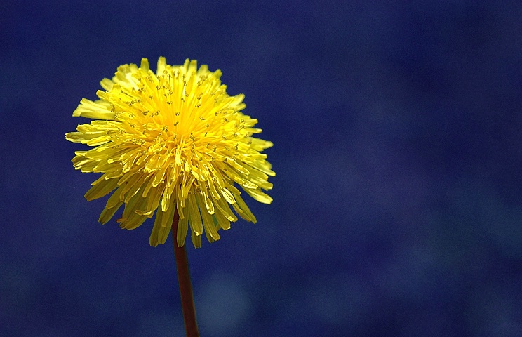 Dandelion #2