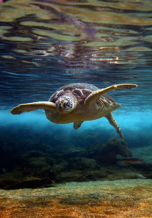 Grace Underwater 