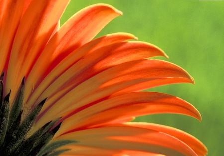 Backlit Daisy