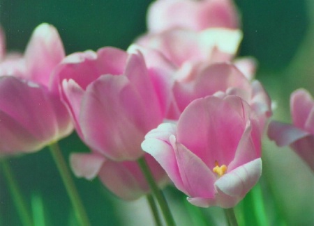 pink tulips