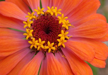 Zinnia Zoomed