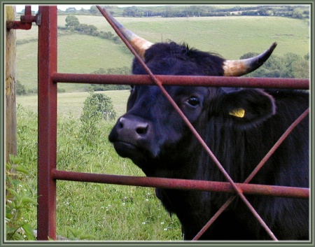 Horns At the Gate