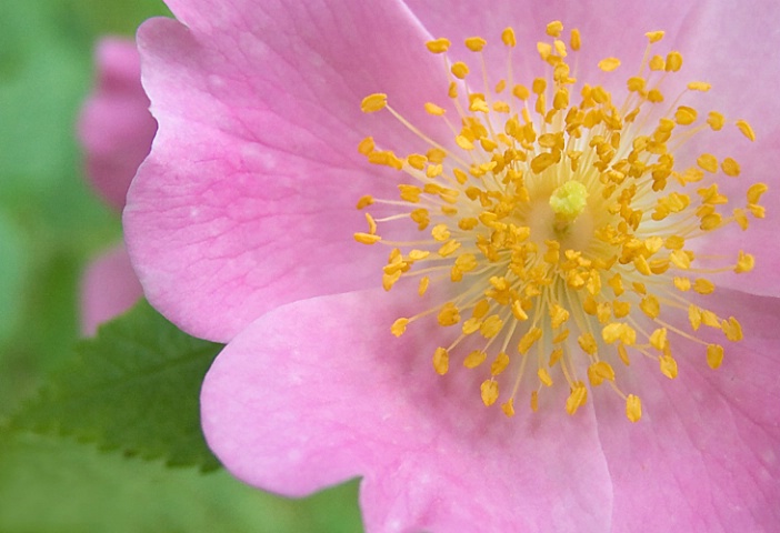 Wild Rose