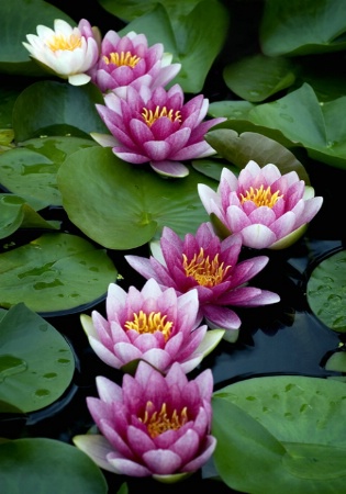 Water Lilies  ~  Montreal Botanical Gardens