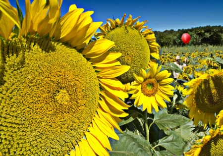 Sunflowers Fields Forever