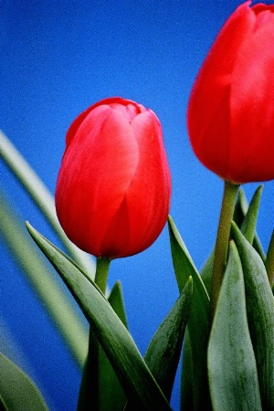-two tulips