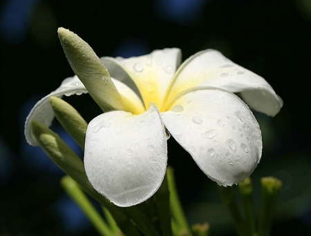 Plumeria