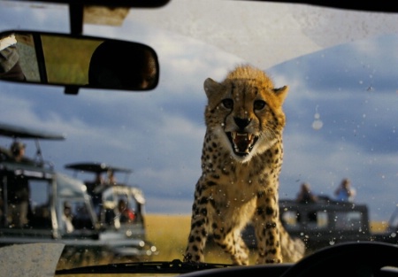 Get Out of My Termite Mound!