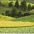 2Field and Tree Patterns - Palouse - ID: 1014681 © John Tubbs