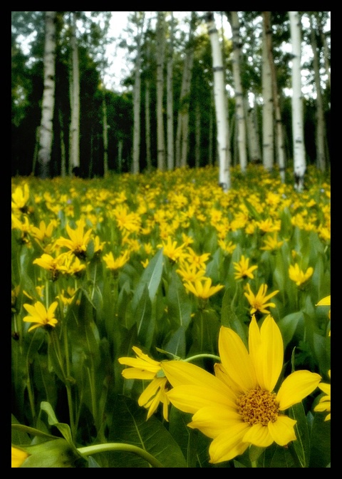 Fields of Gold