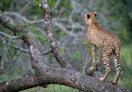 Wounded Cheetah