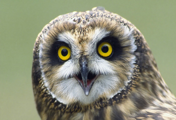 Wild Short-earred Owl
