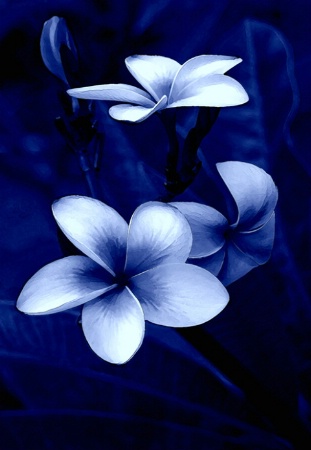 PLUMERIA (BLUE STUDY)