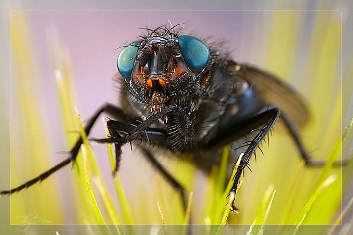 House Fly 2