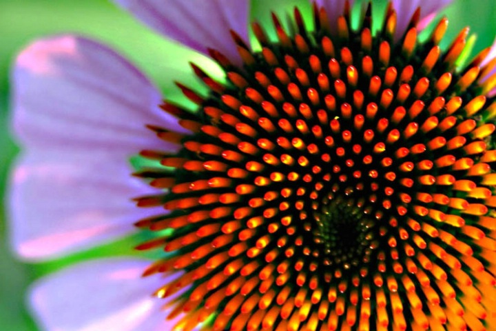 Rythem of a Cone Flower