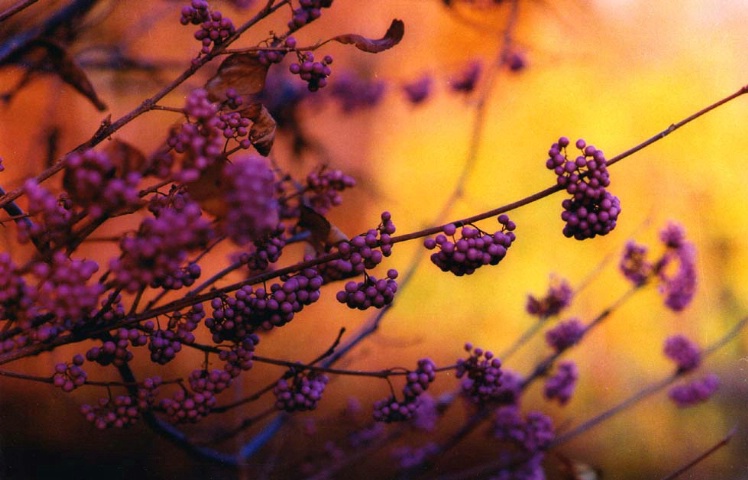 Purple berries on the background of a yellow maple