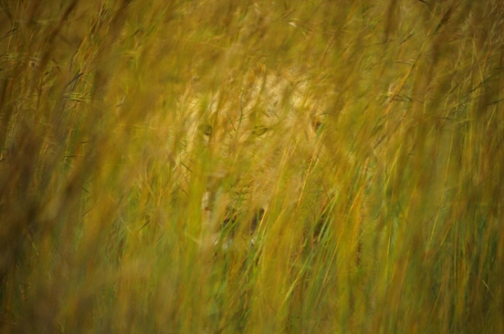 A Predator Awaits in the Grass