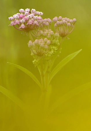 Milkweed Shoot Through