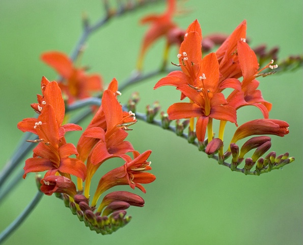 Crocosmia