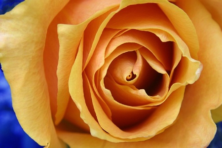 The Yellow Rose of Texas