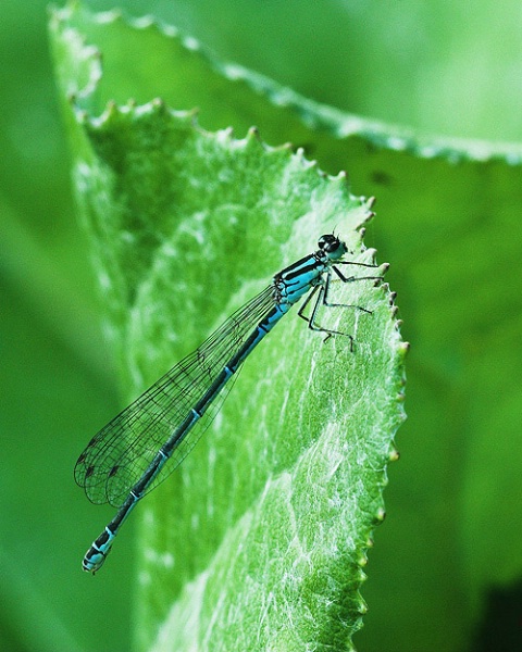 Blue Damsel