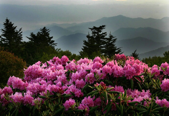 Rhodies on the Bald