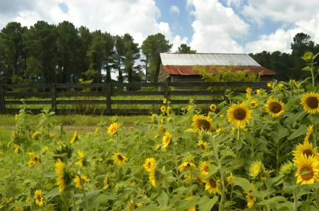 Sunflower Barn