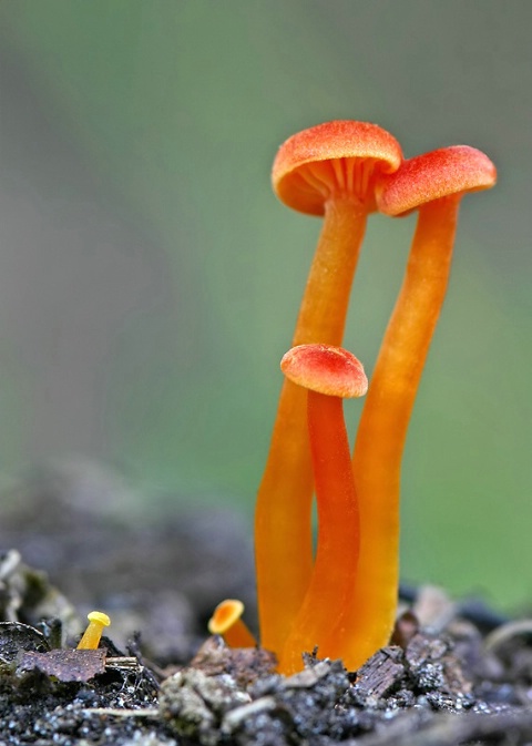 Funky Fungi