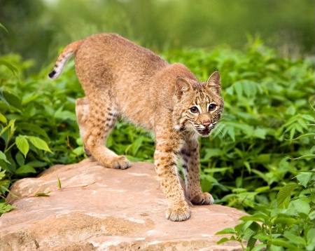 Bobcat