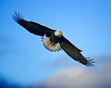 Bald Eagle