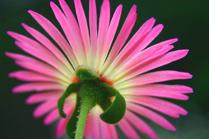 Livingstone daisy