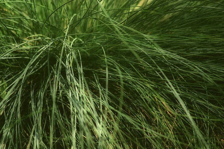 Windy Fescue