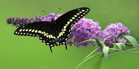 Wings of Beauty