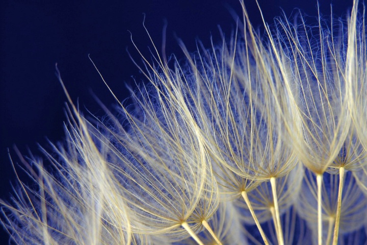 Goatsbeard gone blue