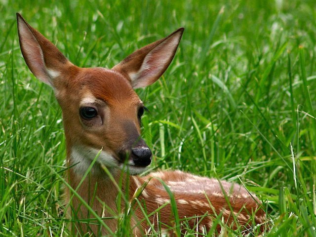 Bambi I Presume