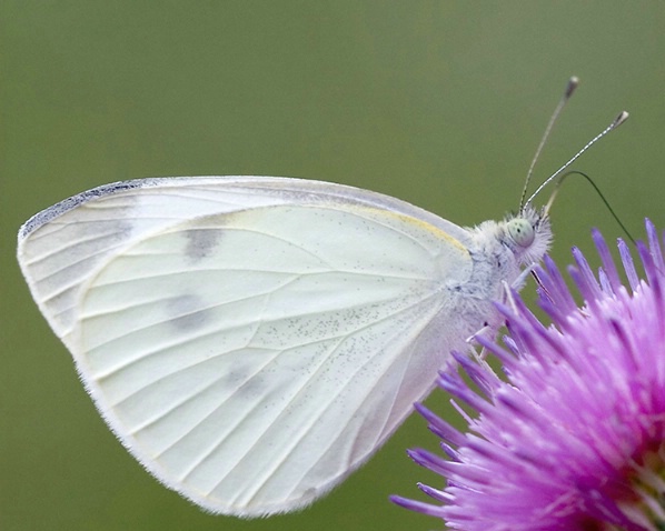 White Moth