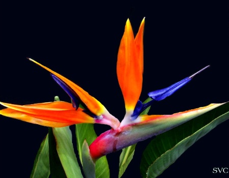 ~~Bird of Paradise~~