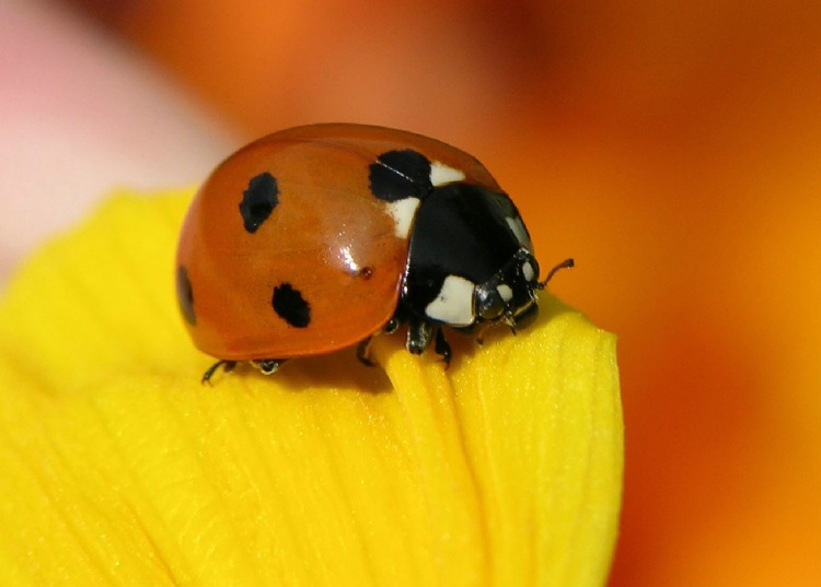 Ladybird 