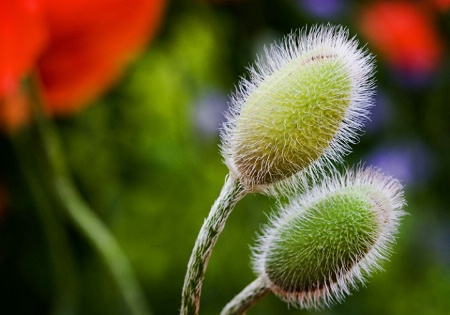 Poppies in Progress