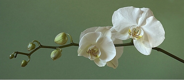 Orchid