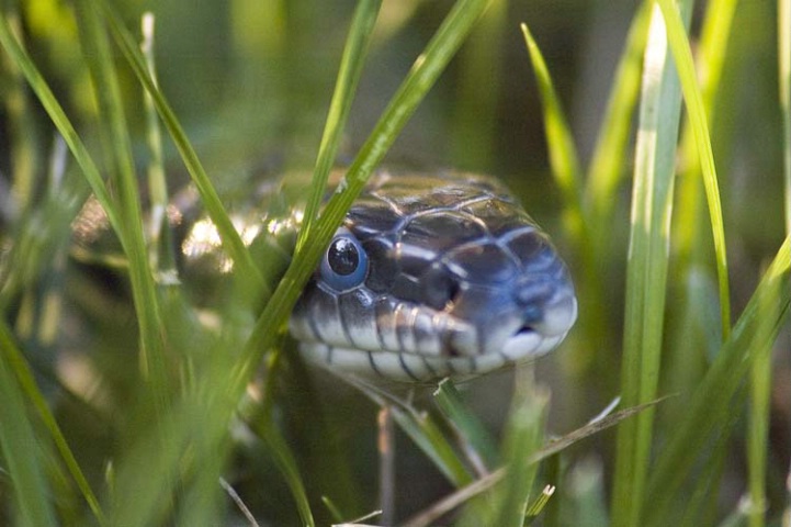 Black Rat Snake 002