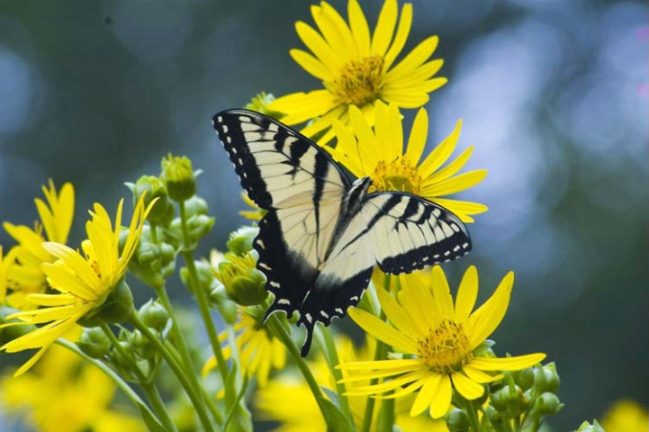 Eastern Tiger Swallowtail, female