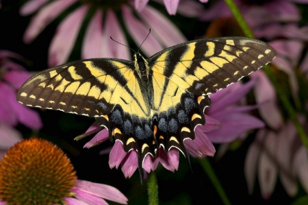 Eastern Tiger Swallowtail