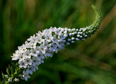 A trail of white flowers