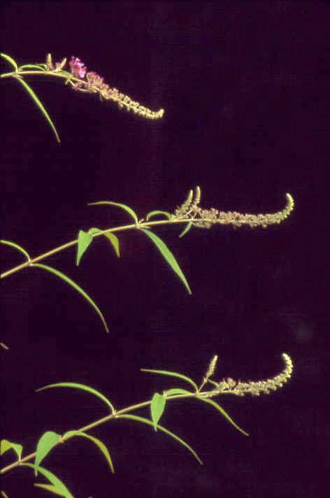 Butterfly Bush Branches